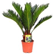Cycas in a pot