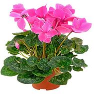 Cyclamen in the pot
