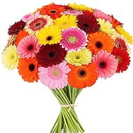 Bouquet of multicolored gerberas