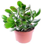 Money tree in a pot