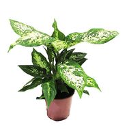 Dieffenbachia in the pot