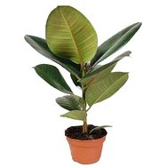 Ficus Rabusta