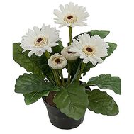Gerbera in the pot
