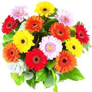 Gerberas to buy