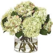 Hydrangea to buy