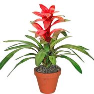 Guzmania in the pot