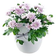 Chrysanthemum in a pot