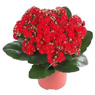 Kalanchoe in the pot