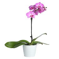Houseplant orchid