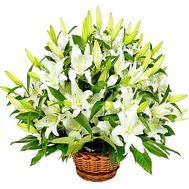 Basket of white lilies