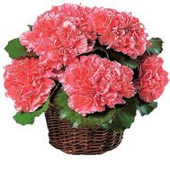 Basket of flowers from carnations