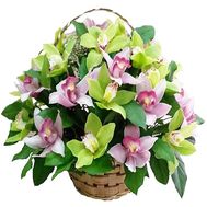 Basket of 25 orchids