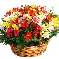 Basket of alstroemerias