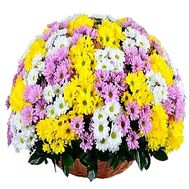 Basket of multi-colored chrysanthemums