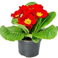 Red Primula