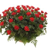 Red roses in a basket for a girl