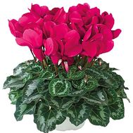 Red Cyclamen