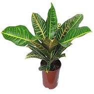 Croton