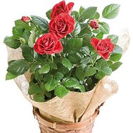 Shrub Red Rose