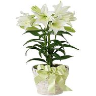 Lily in the pot