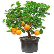 Mandarin