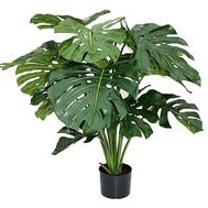 Monstera in the pot