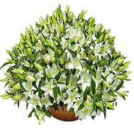 A huge basket of lilies