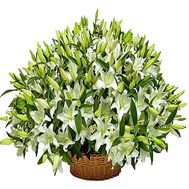 Huge basket of lilies