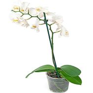 Phalaenopsis orchid in a pot