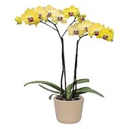 Orchid in a pot