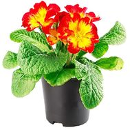 Primrose