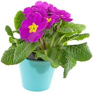 Primrose primrose