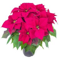 Poinsettia in the pot