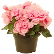 Pink Begonia