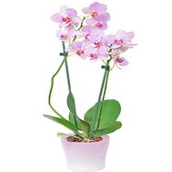 Pink orchid in a pot