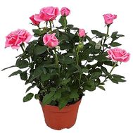 Pink rose in a pot