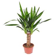 Yucca