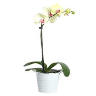 Yellow orchid in a pot