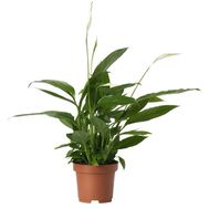 Female happiness (Spathiphyllum)
