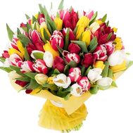 101 tulip to buy