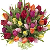 51 tulip