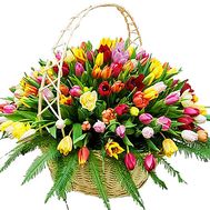 Large basket of 201 tulips