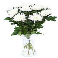 Bouquet of 11 single chrysanthemums