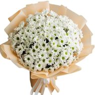 Bouquet of 25 chrysanthemums