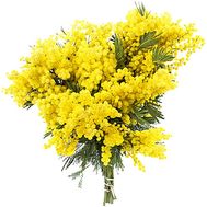 Bouquet of mimosa