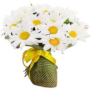 Bouquet of wild chamomiles