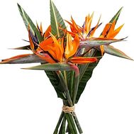 Bouquet of Strelitzia