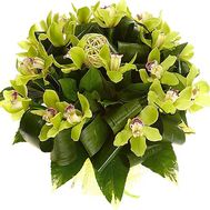 Bouquet of green orchids