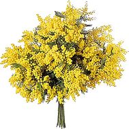 Mimosa bouquet
