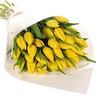 Tulip flowers buy